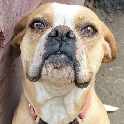Perfil de CACHETES